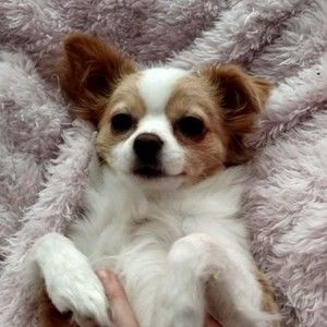 Meet your Posher, Lola